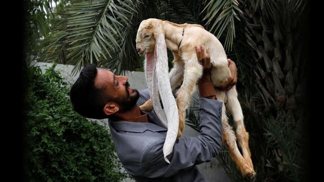 goat with 22 inch long ears