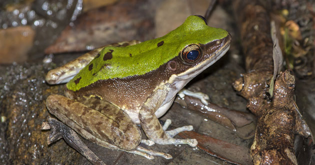 green cascade frog 1
