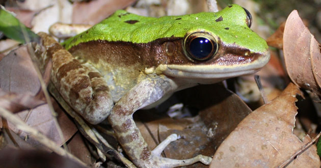 green cascade frog