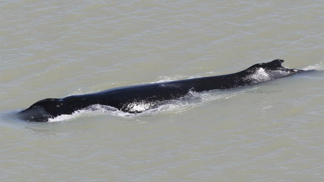 hampback whale