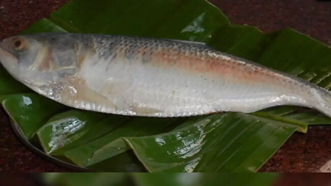 hilsha fish barguna pond home