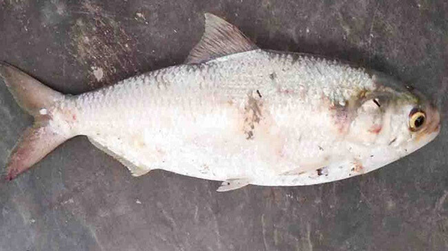 hilsha fish barguna pond