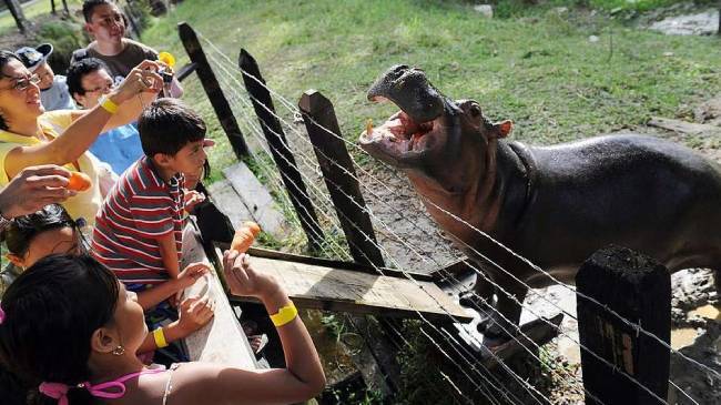 hippo of pablo escobar in colombia