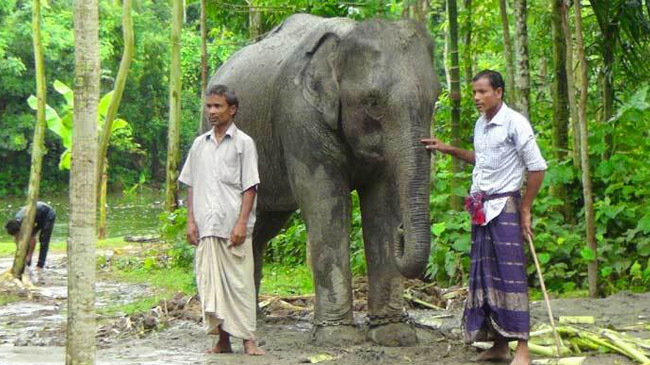 husband buy elephant