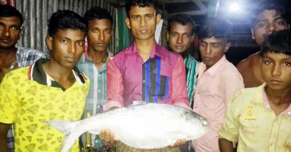 ilish fish