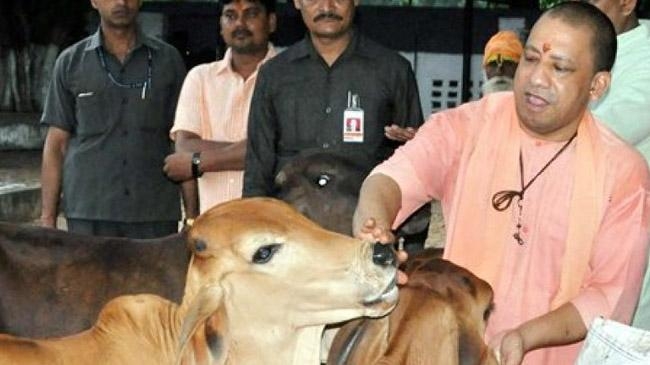 india cow ambulance service zogi govt