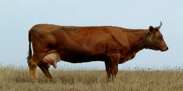 india cow