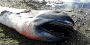 megamouth shark