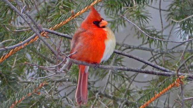 northern cardinal bird