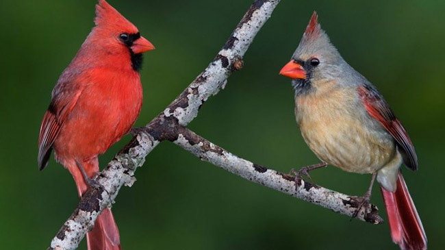 northern cardinal bird 1