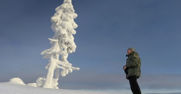 oldest tree of the world