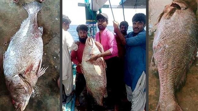 pakistani fishermen become millionaires overnight by catching rare species of fish