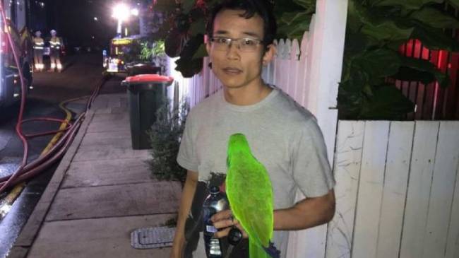 parrot helps man survives in australia