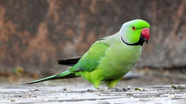 parrot image