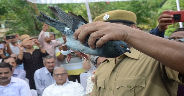 pigeon deliver letter