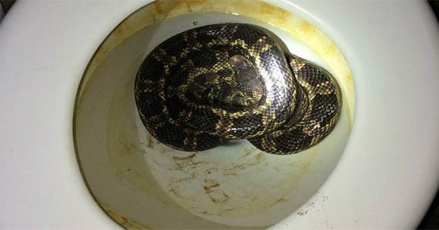 python into commode