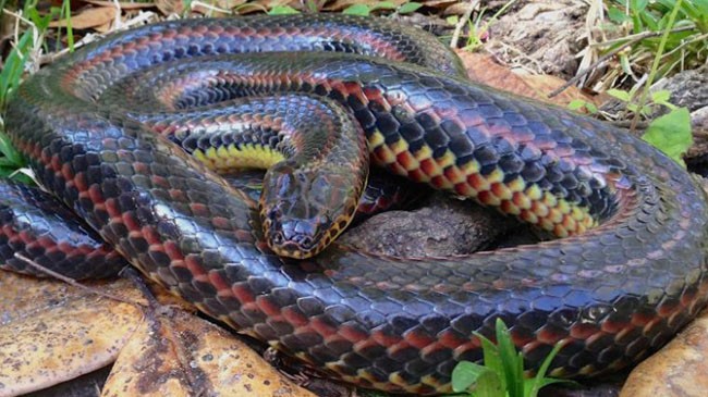 rainbow snake