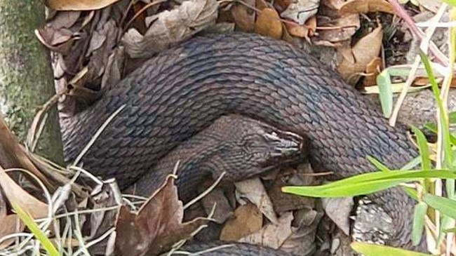 snake in florida lake