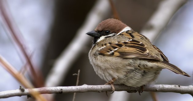 sparrow