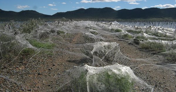 spider flood