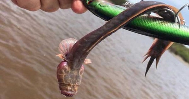 strange fish
