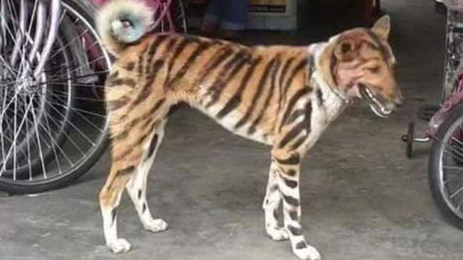 tiger dog