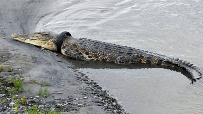 tire in crocodile neck