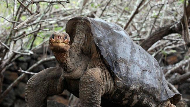 tortoies deigo 1
