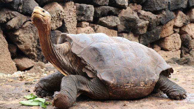 tortoies deigo 2