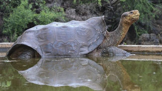 tortoies deigo