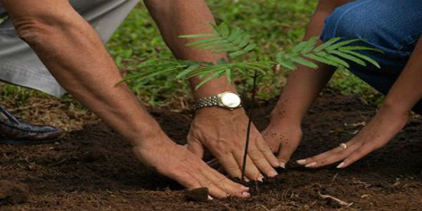 tree plantation