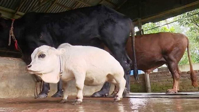 worlds smallest cow queen