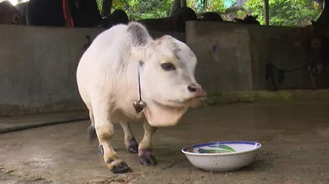 worlds smallest cow queen 1