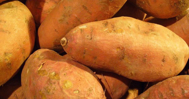 Sweet Potato