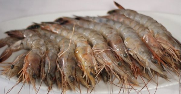 about shrimp