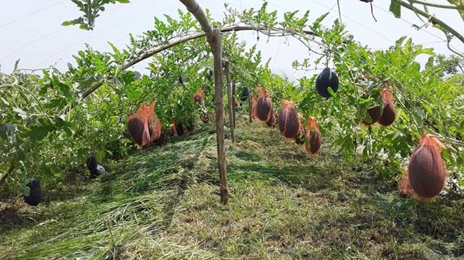 farmar monirul 1
