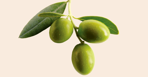 olives green