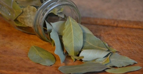 bay leaf