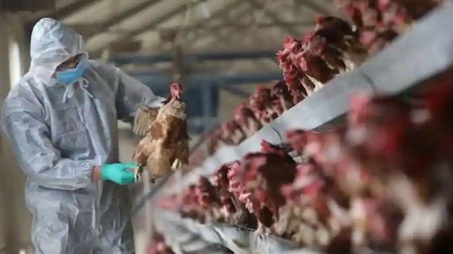 bird flu in china