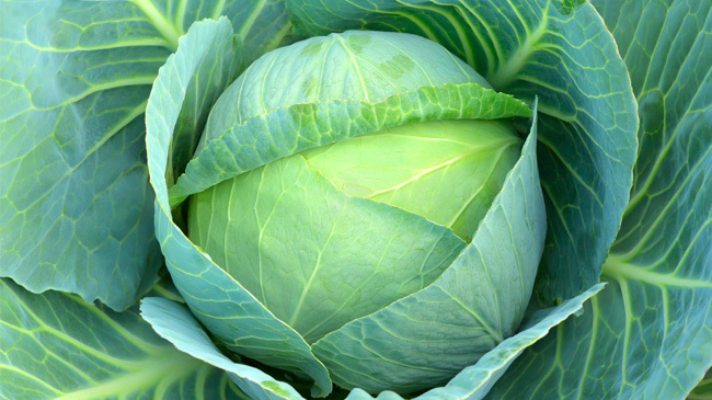 cabbage 01