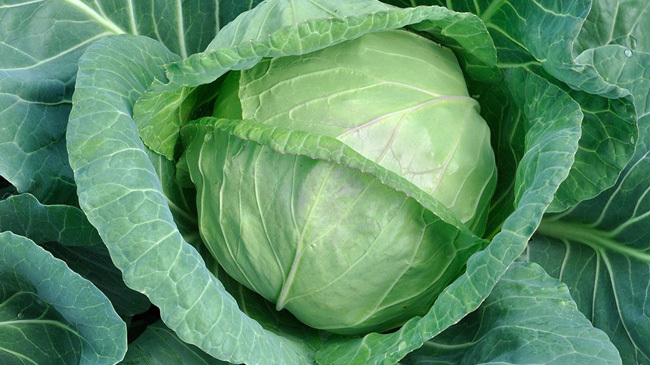 cabbage