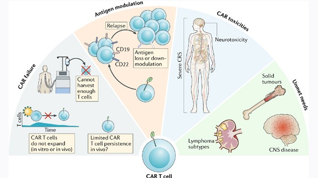 cancer therapy car t