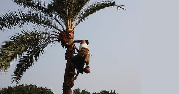 date palm juice