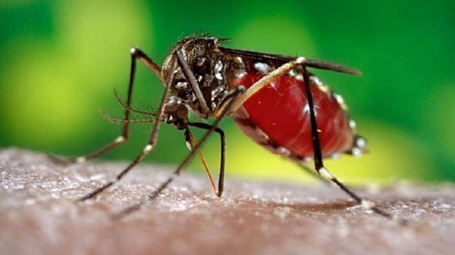 dengue mosquito