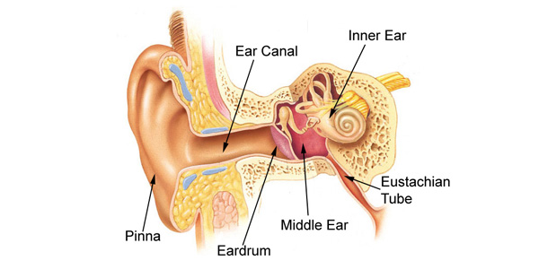 ear