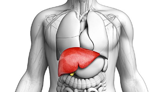 human liver