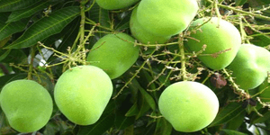 green mangoes