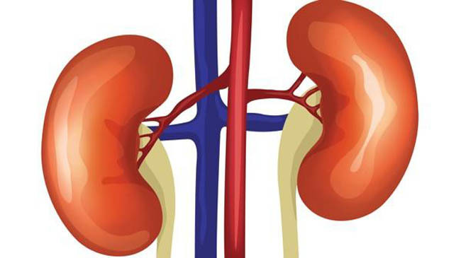 kidney protect
