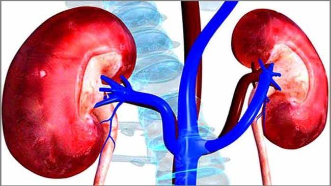 liver