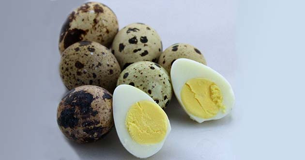 quail egg